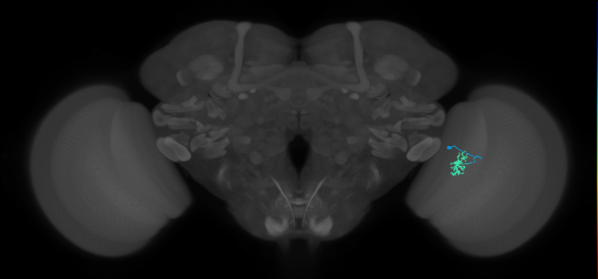 Dm8a_R (MaleCNS:94083)