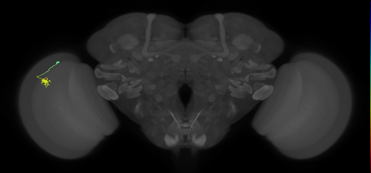 Dm8a_L (MaleCNS:91733)