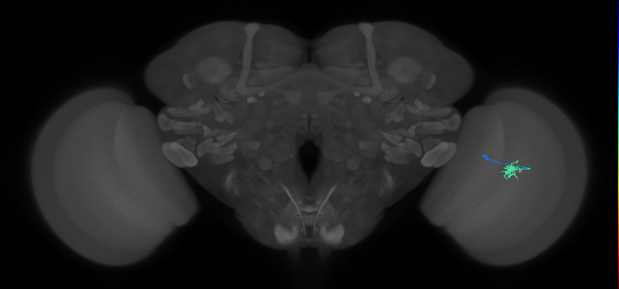 Dm8a_R (MaleCNS:101578)