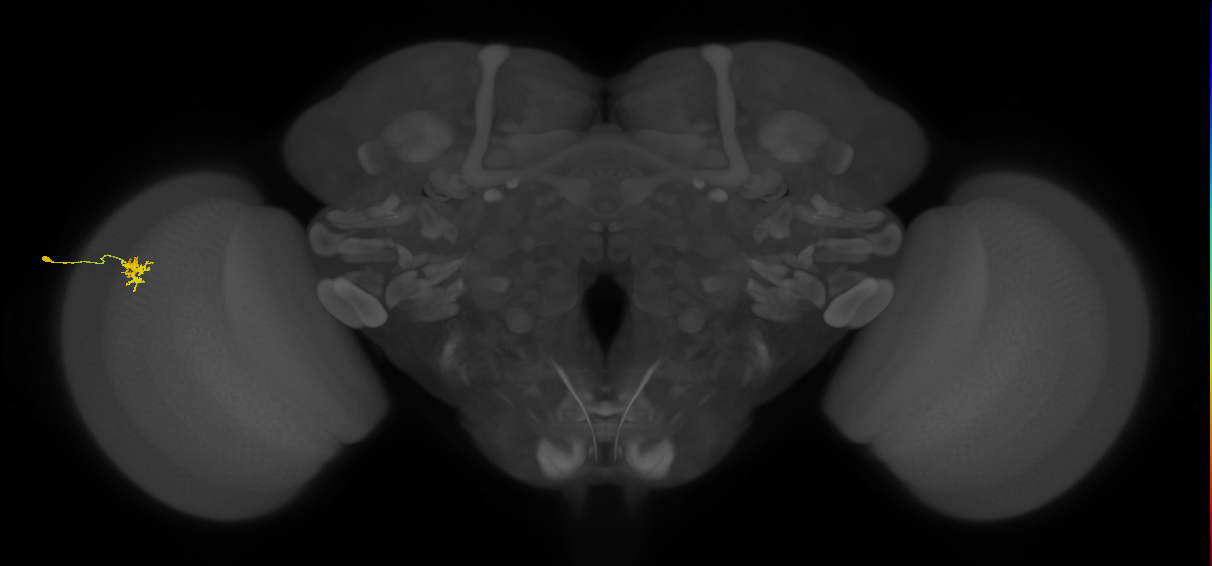 Dm8a_L (MaleCNS:95181)