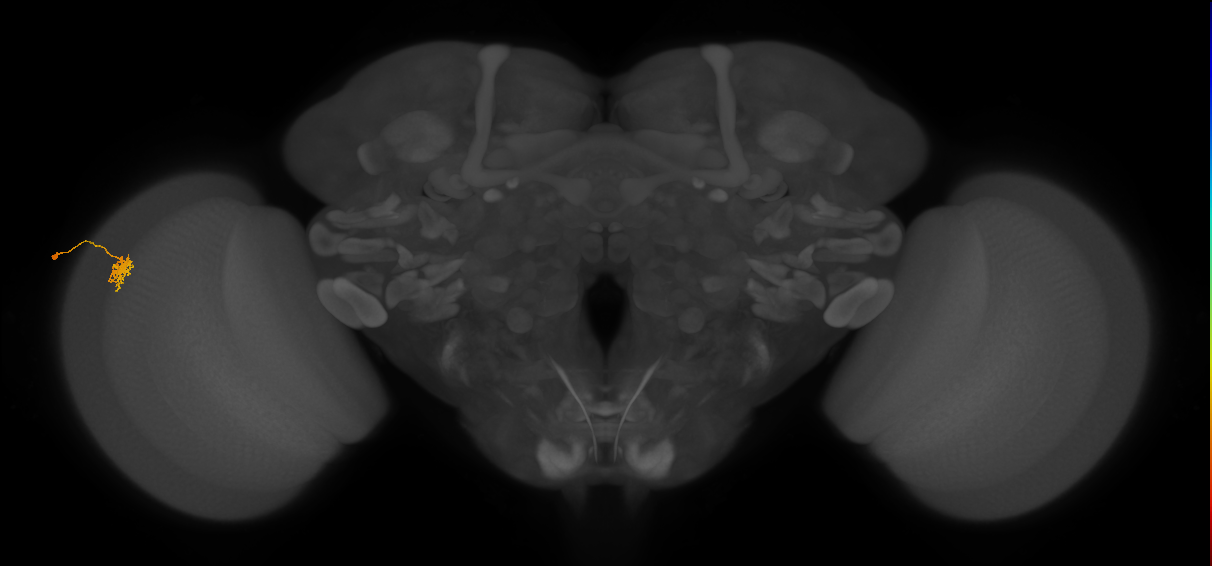 Dm8a_L (MaleCNS:85509)