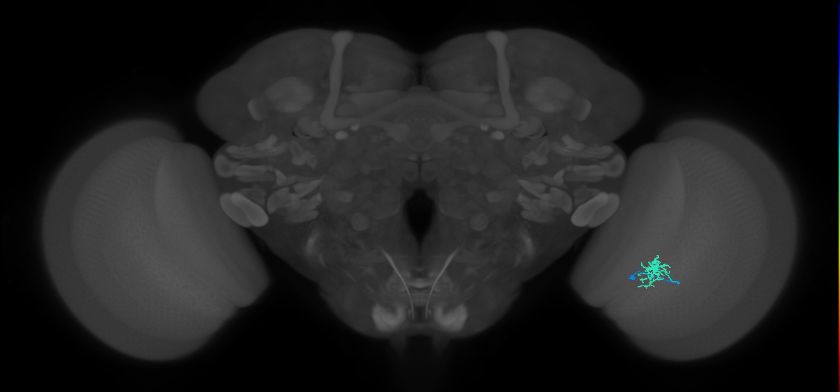 Dm8a_R (MaleCNS:85365)