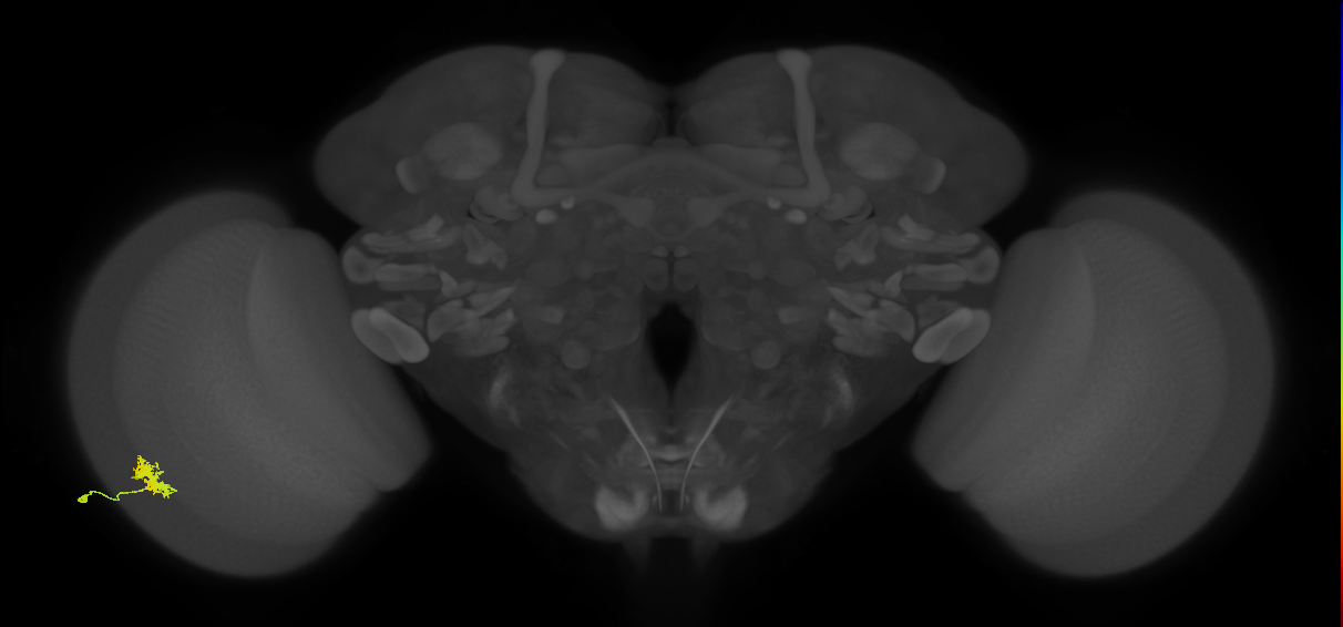 Dm8a_L (MaleCNS:75537)