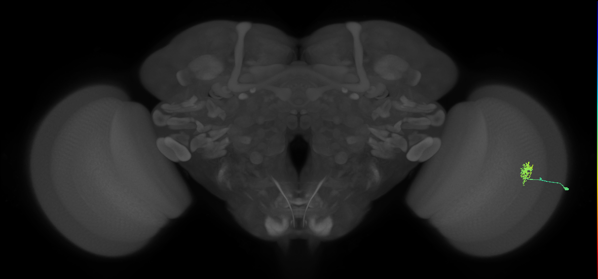 Dm8a_R (MaleCNS:74347)