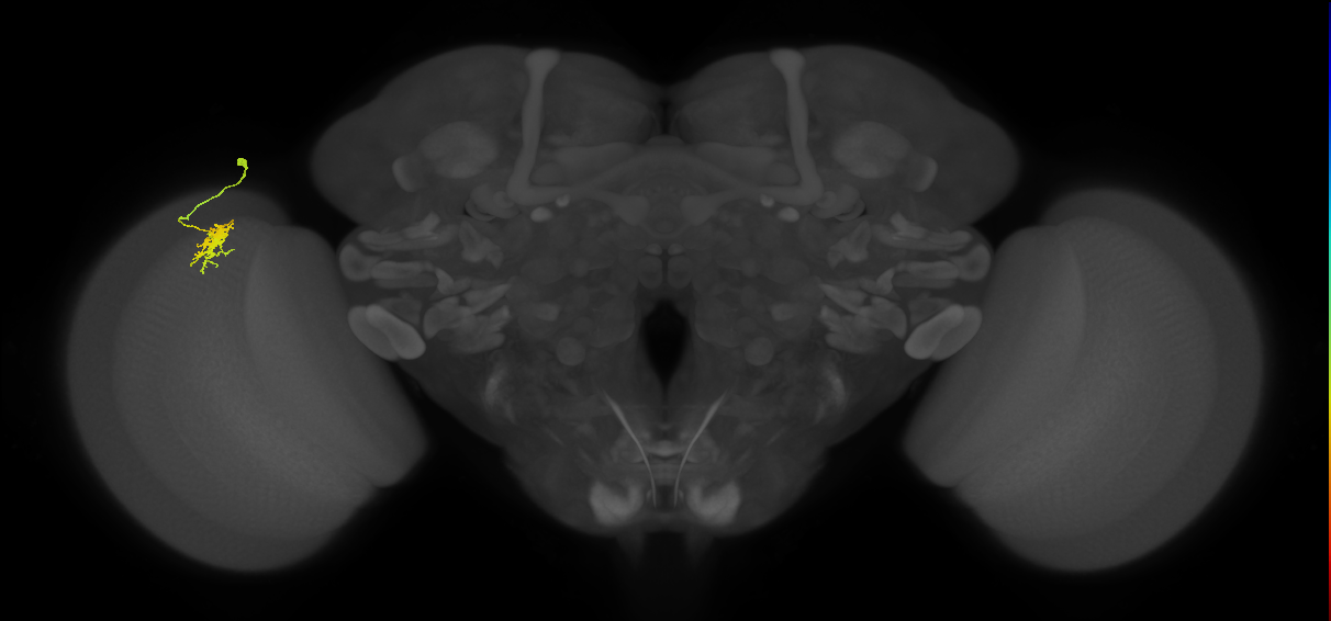 Dm8a_L (MaleCNS:137540)