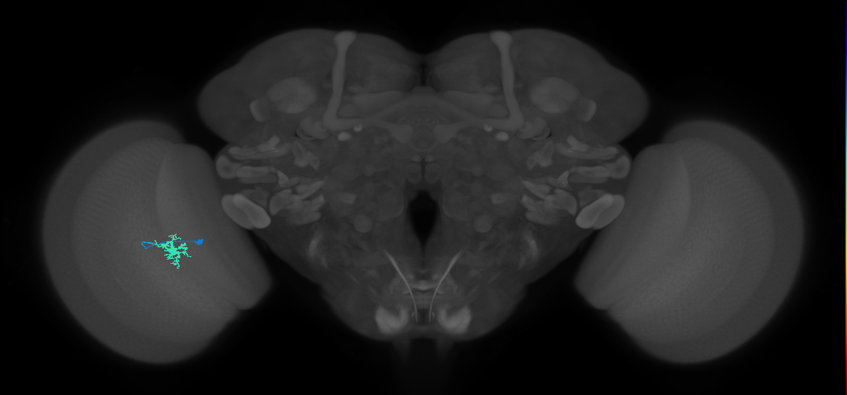 Dm8a_L (MaleCNS:137317)