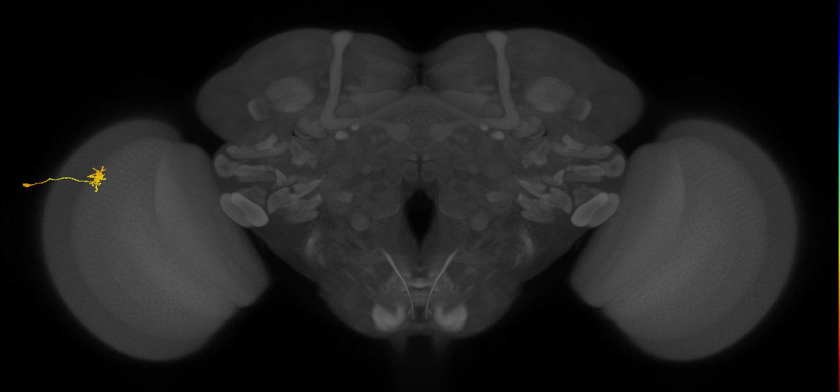 Dm8a_L (MaleCNS:531894)