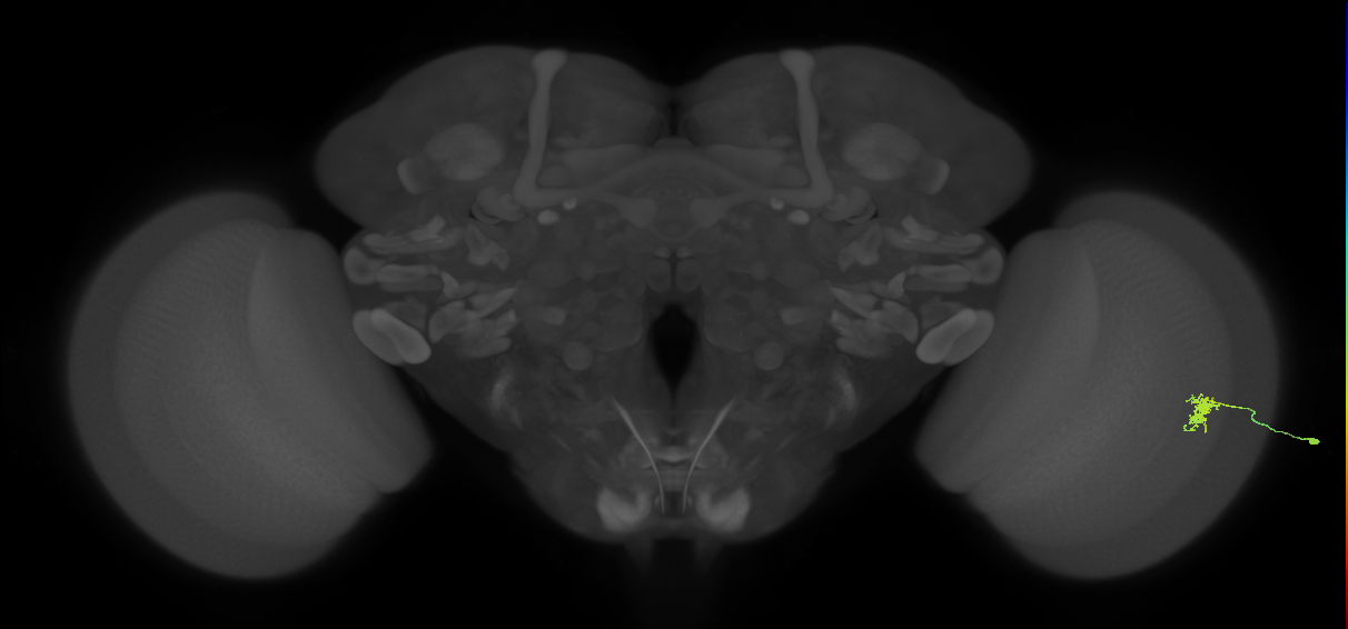 Dm8a_R (MaleCNS:82568)