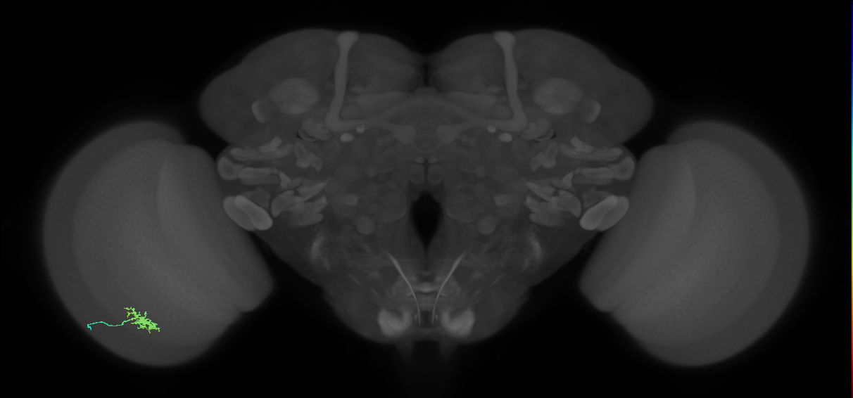 Dm8a_L (MaleCNS:563889)