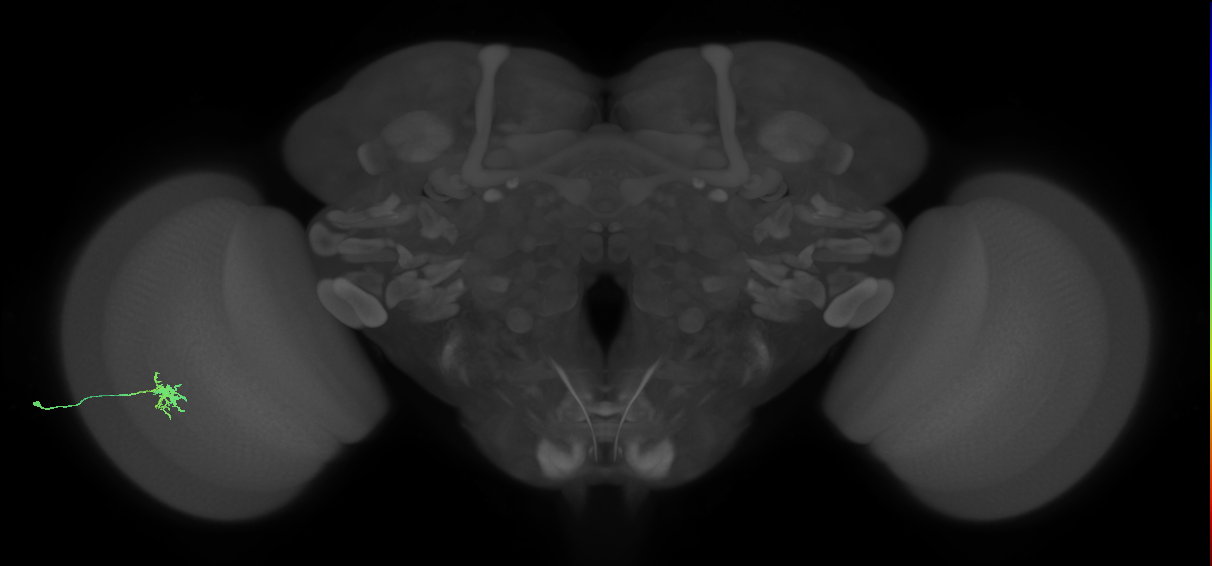Dm8a_L (MaleCNS:547623)