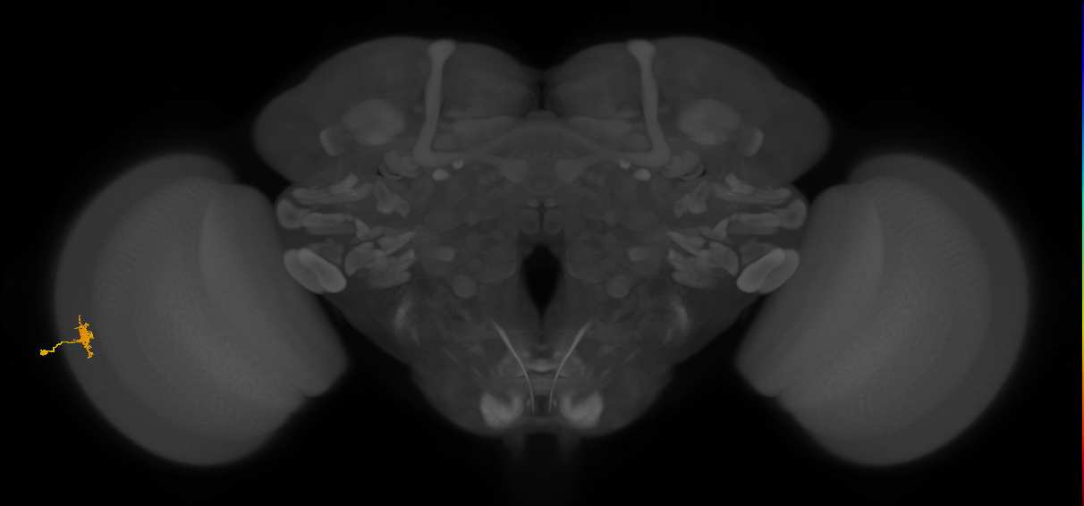 Dm8a_L (MaleCNS:515609)
