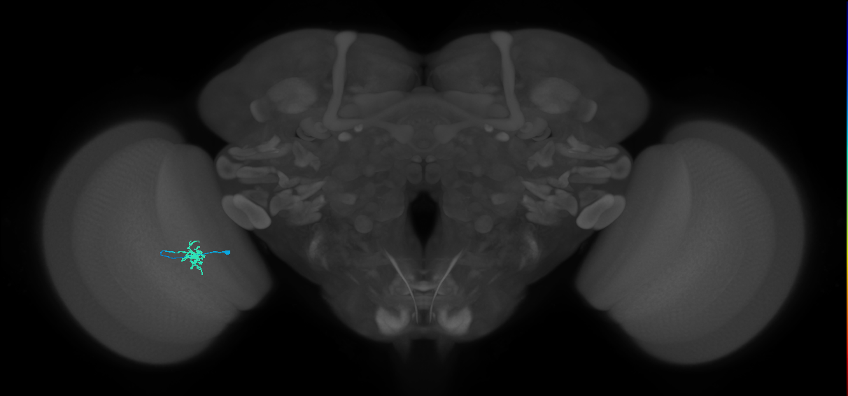 Dm8a_L (MaleCNS:97334)