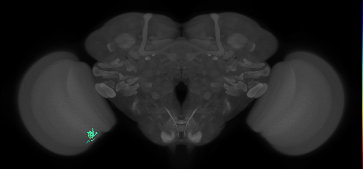 Dm8a_L (MaleCNS:107748)
