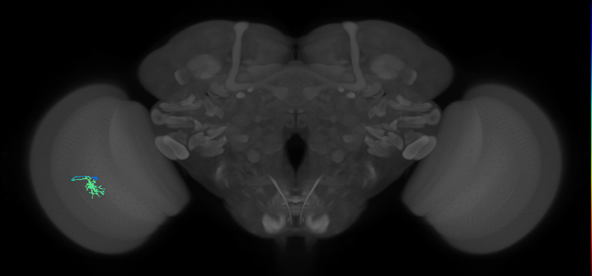 Dm8a_L (MaleCNS:77374)