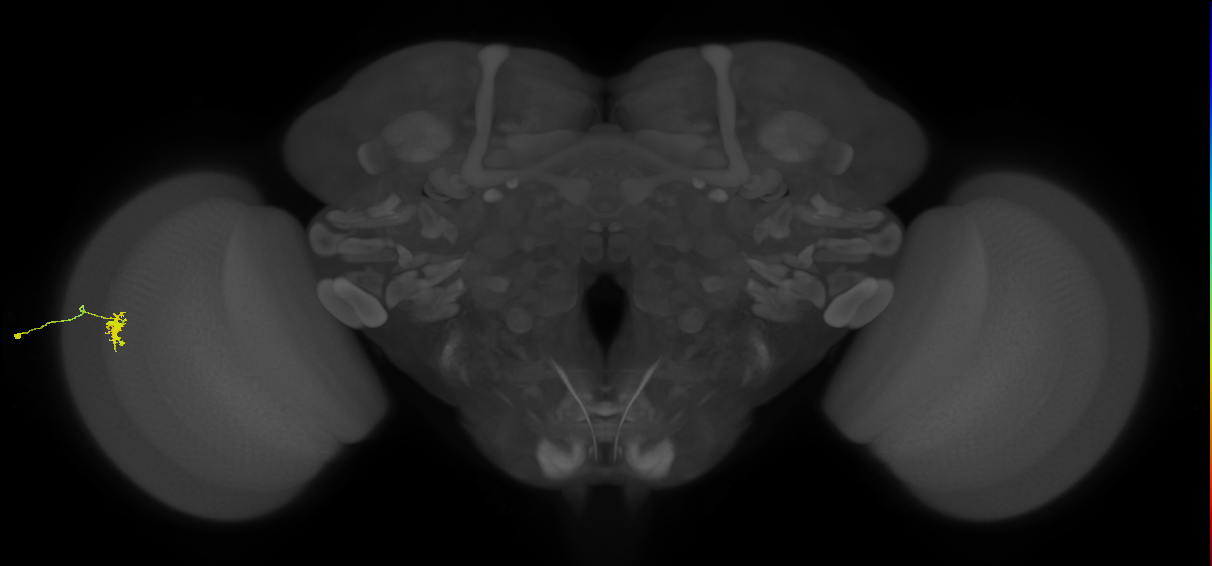 Dm8a_L (MaleCNS:57101)