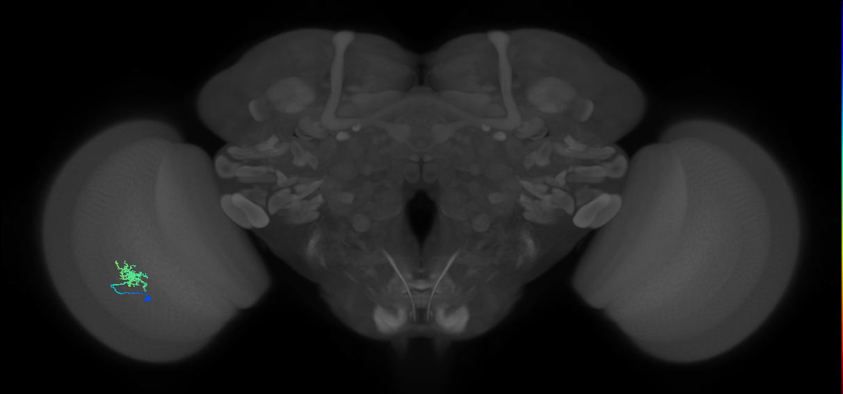 Dm8a_L (MaleCNS:544255)