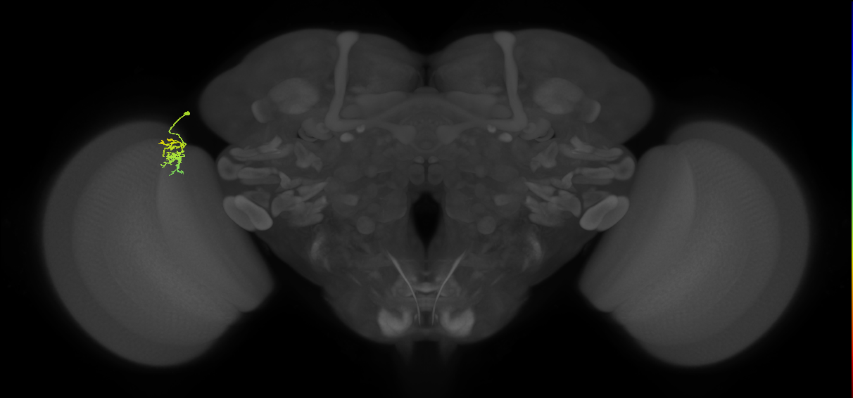 Dm8a_L (MaleCNS:96510)