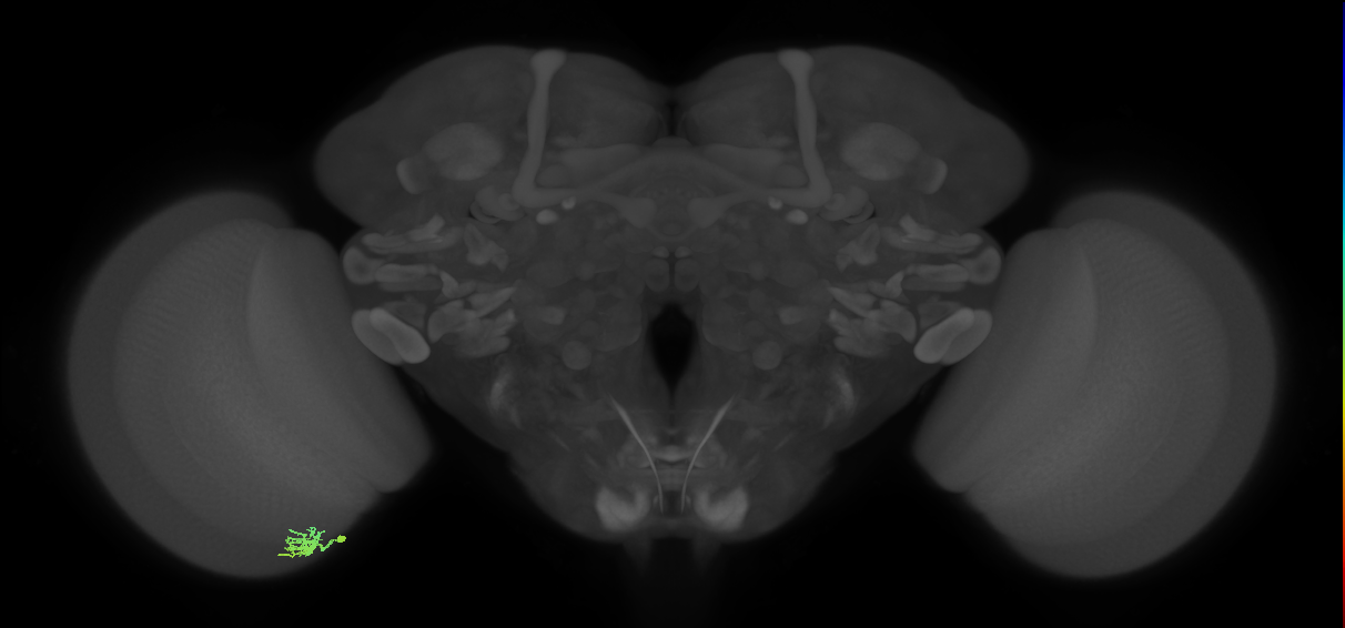 Dm8a_L (MaleCNS:86671)