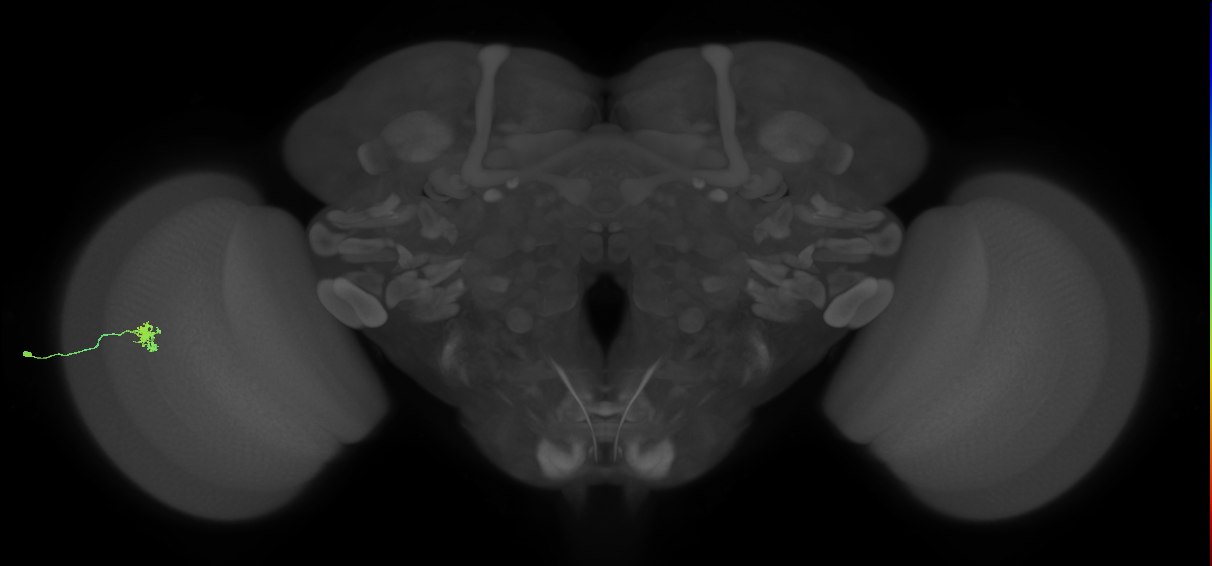 Dm8a_L (MaleCNS:98282)