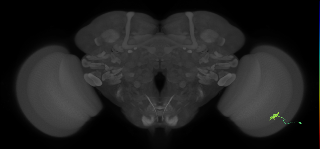 Dm8a_R (MaleCNS:70233)