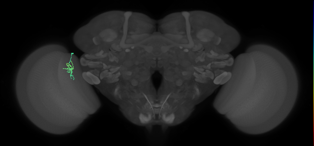 Dm8a_L (MaleCNS:155257)