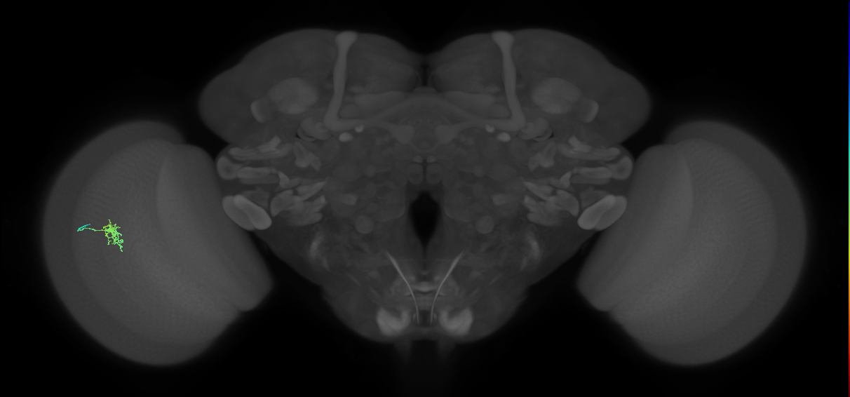 Dm8a_L (MaleCNS:520000)