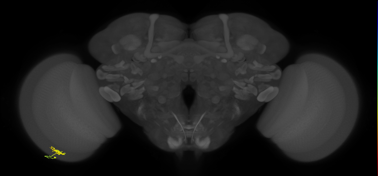 Dm8a_L (MaleCNS:536320)