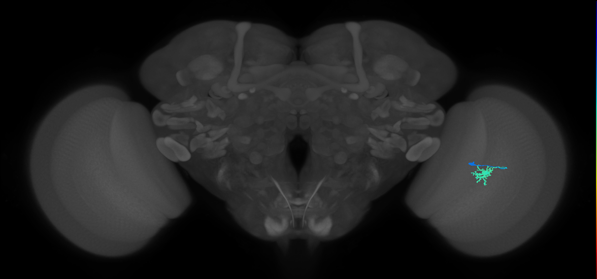Dm8a_R (MaleCNS:580285)