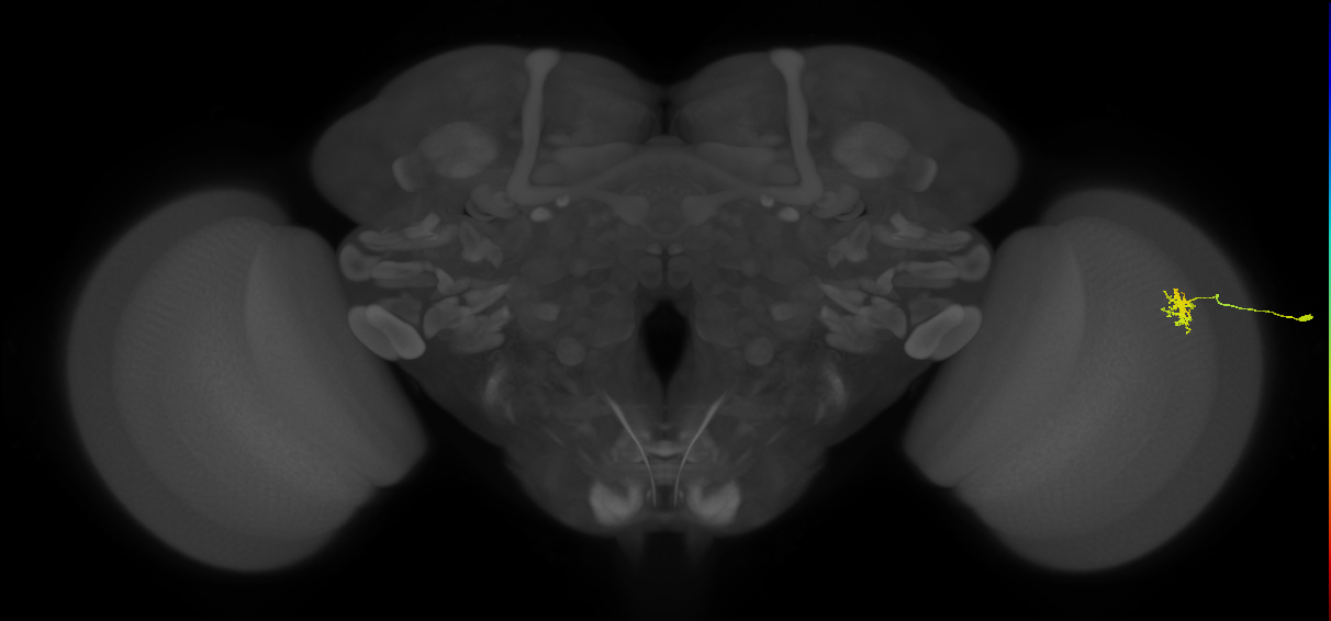 Dm8a_R (MaleCNS:143901)