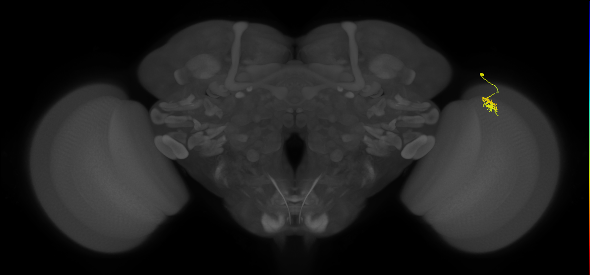 Dm8a_R (MaleCNS:93905)