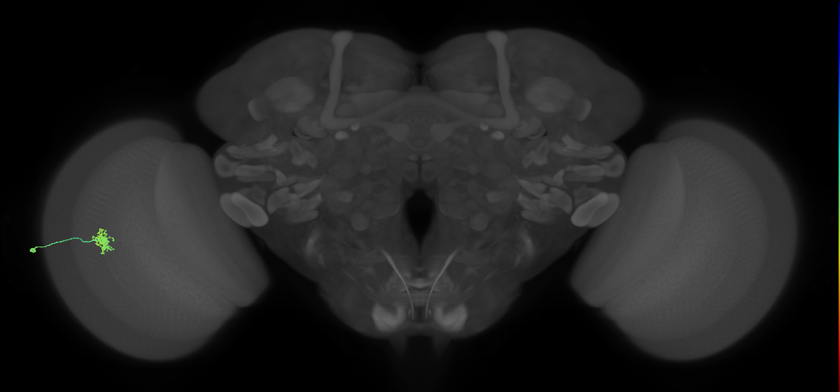 Dm8a_L (MaleCNS:129931)