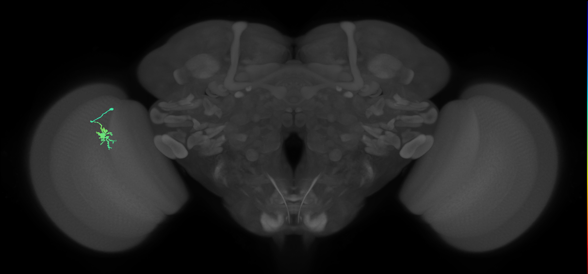 Dm8a_L (MaleCNS:153725)