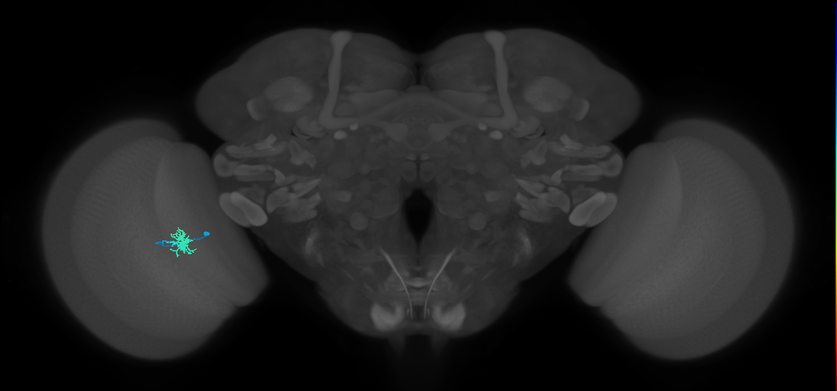 Dm8a_L (MaleCNS:539901)
