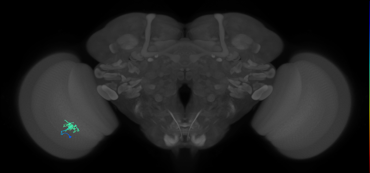 Dm8a_L (MaleCNS:525041)