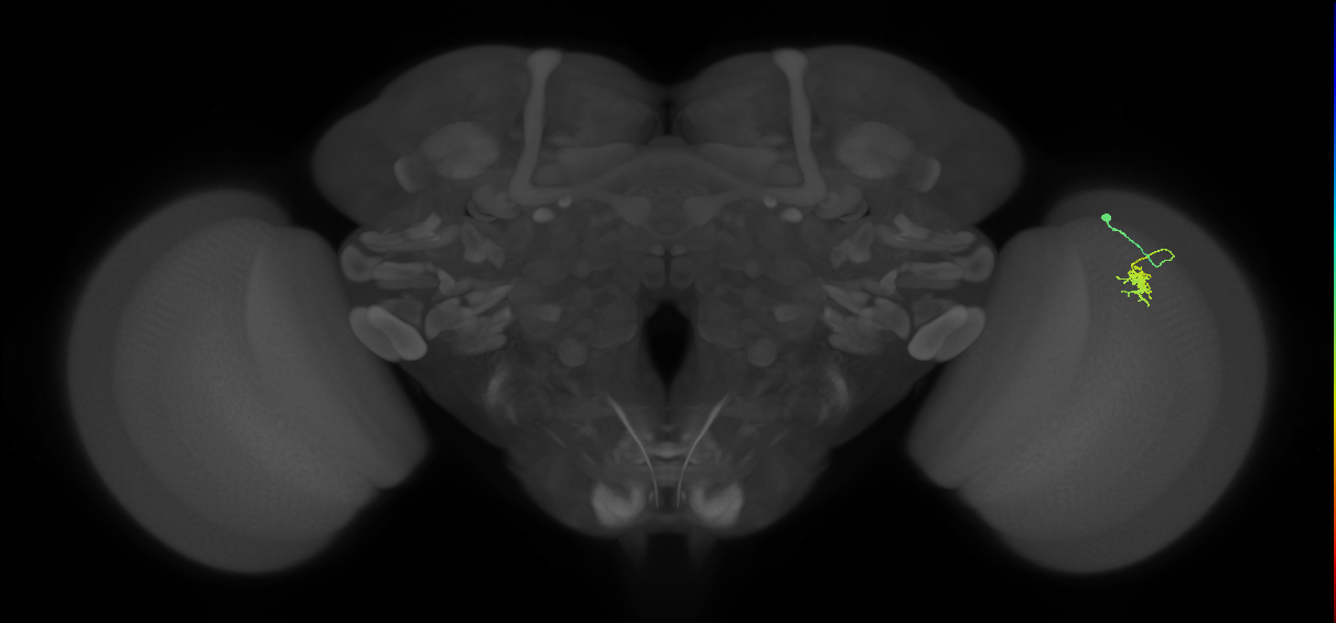 Dm8a_R (MaleCNS:104243)