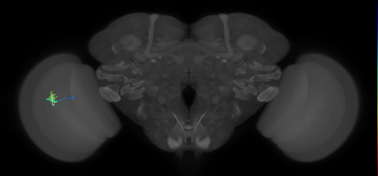 Dm8a_L (MaleCNS:514817)