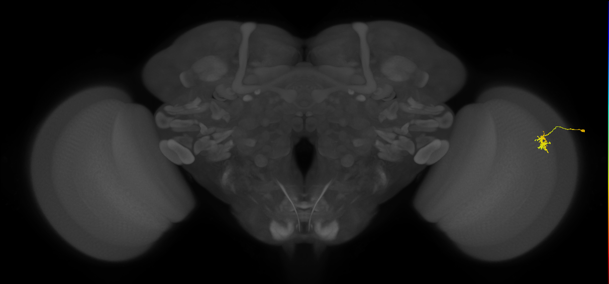 Dm8a_R (MaleCNS:113169)