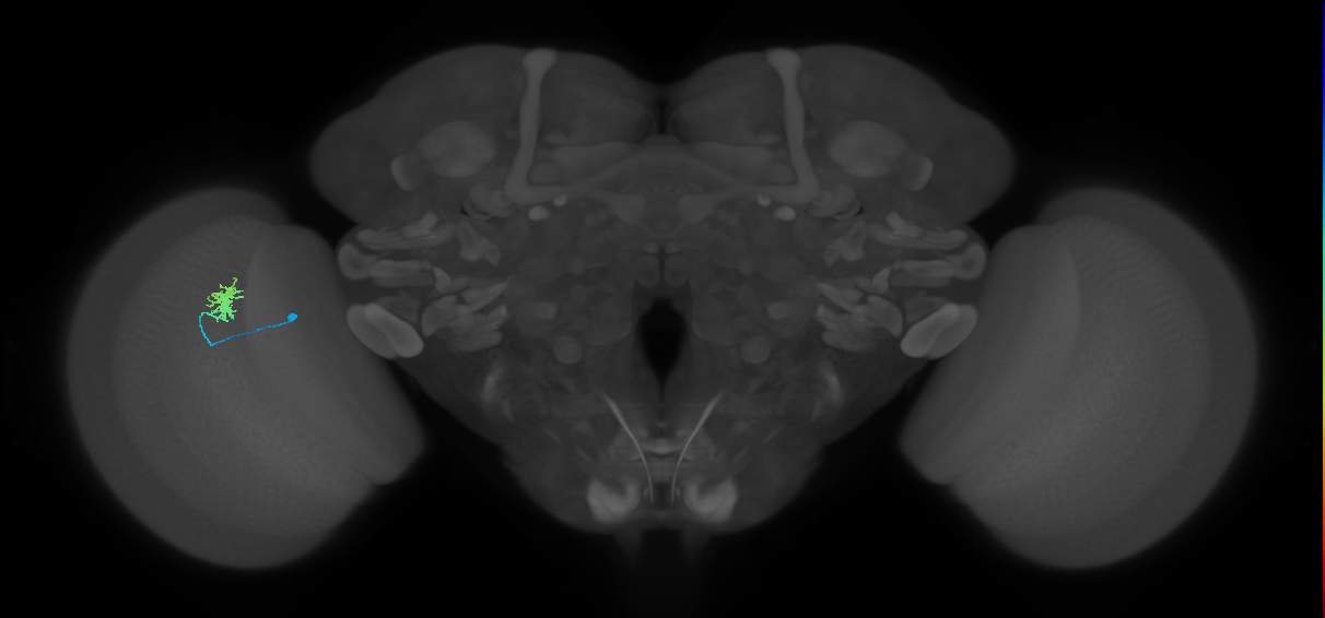 Dm8a_L (MaleCNS:161239)