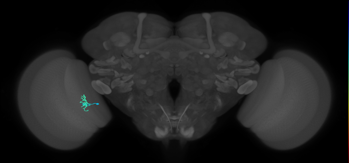 Dm8a_L (MaleCNS:162632)