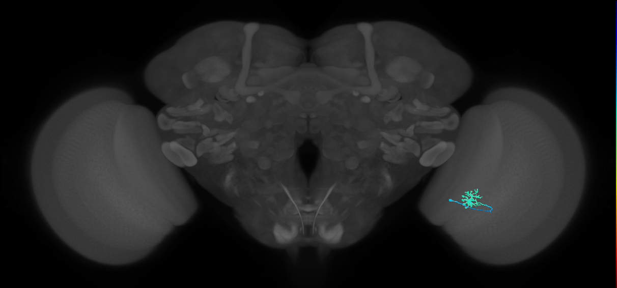 Dm8a_R (MaleCNS:112352)