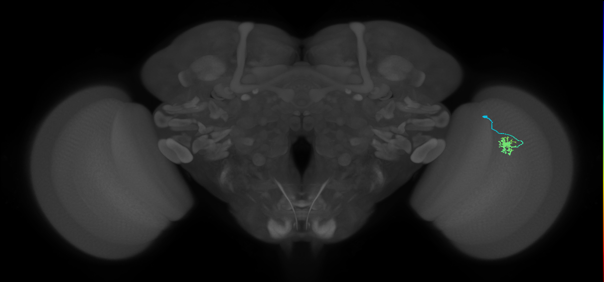 Dm8a_R (MaleCNS:105858)