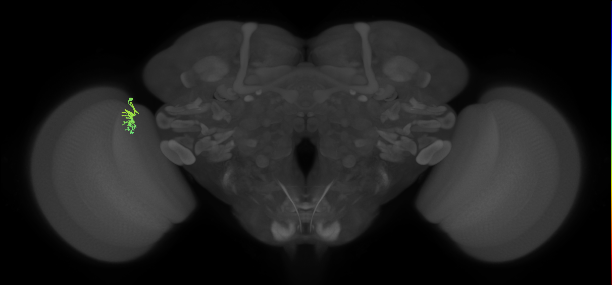 Dm8a_L (MaleCNS:132862)