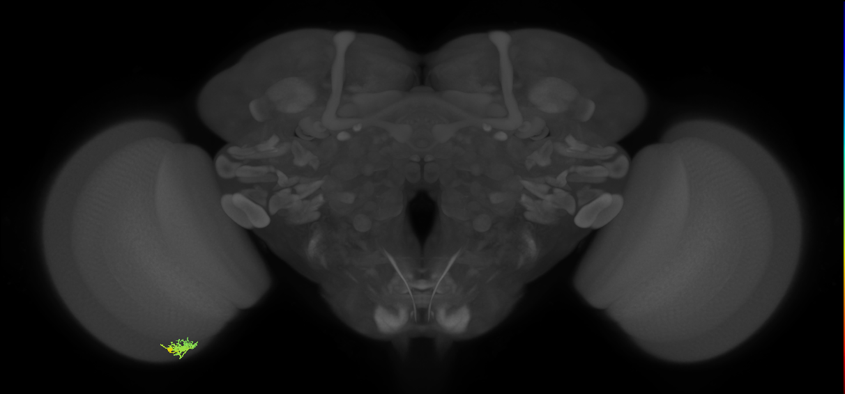 Dm8a_L (MaleCNS:108644)