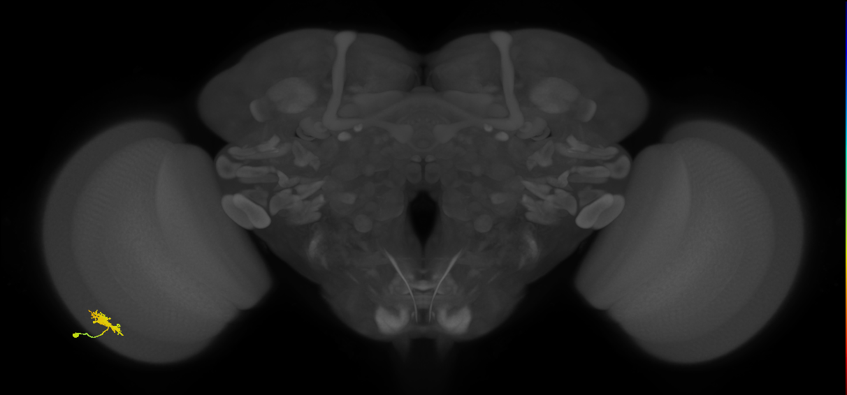 Dm8a_L (MaleCNS:56399)
