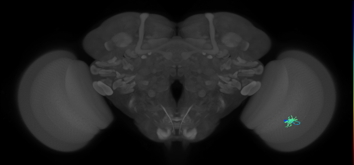 Dm8a_R (MaleCNS:112003)