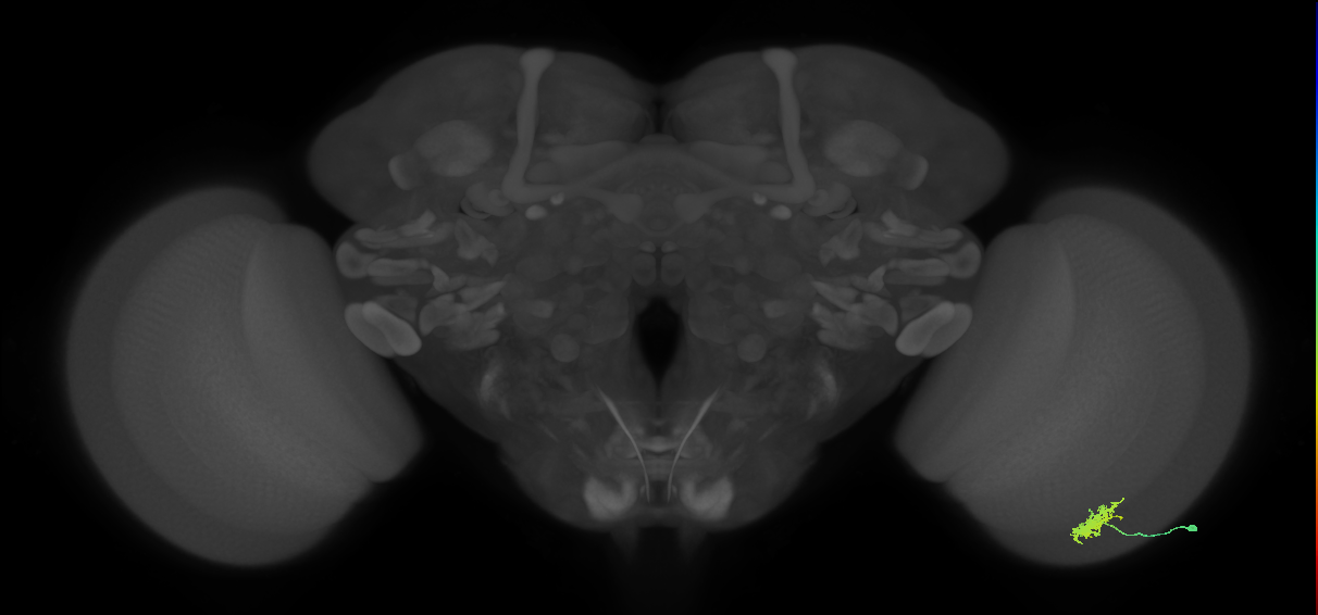 Dm8a_R (MaleCNS:66273)