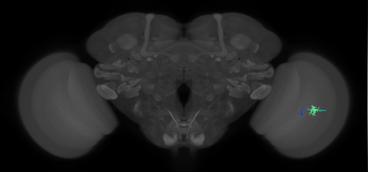 Dm8a_R (MaleCNS:78296)