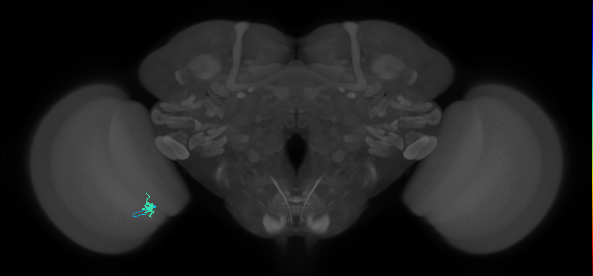 Dm8a_L (MaleCNS:157359)