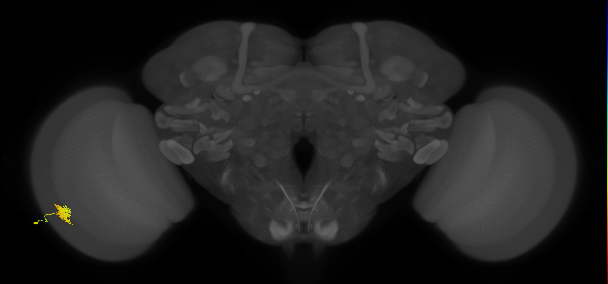 Dm8a_L (MaleCNS:73984)
