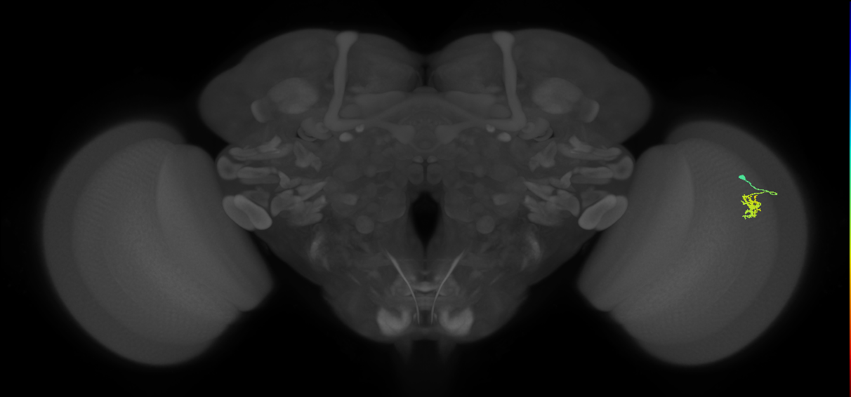 Dm8a_R (MaleCNS:93214)